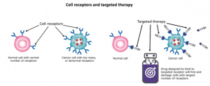 cell receptors and targeted therapy