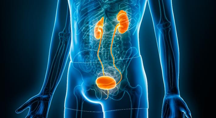 An anatomical diagram of the urinary system showing kidneys, ureters, bladder, and urethra in orange against a blue body outline.