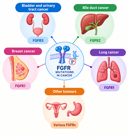 What Is an FGFR Mutation and Which Cancers Does It Affect?